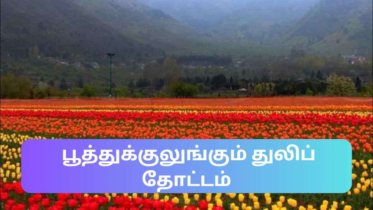 வெளிநாட்டில் மட்டுமே காணக்கூடிய துலிப் மலர்கள் இதோ இந்தியாவில் அலை