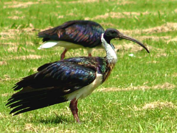 காணாமல் போன பறவைகள்