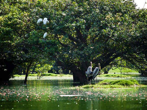 பறவைகளின் வரவும், இறைவனின் வரமும்!