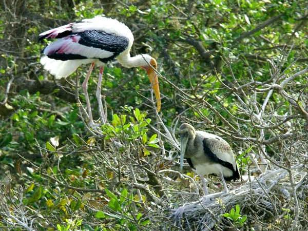பறவைகளுக்கு பிடித்த மரங்கள்