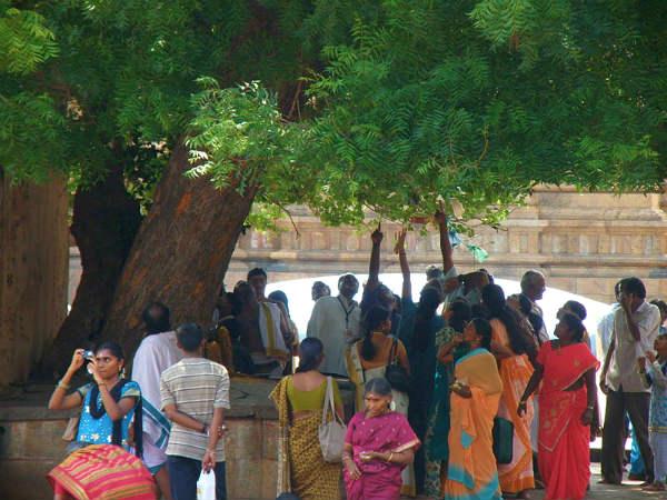 மரப்பல்லியும், நம்பிக்கையும்!
