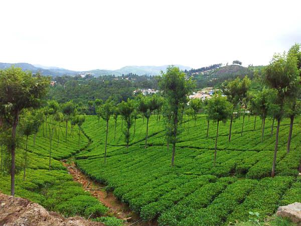 தேயிலைத் தோட்டங்கள்