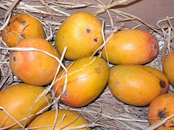 தேவ்கட்