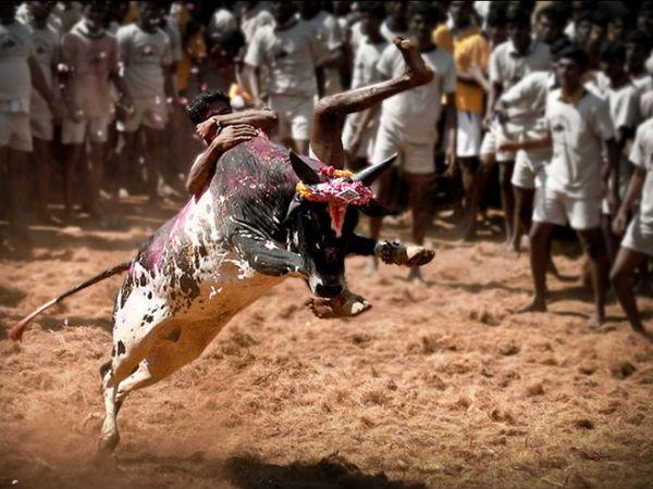 அலங்காநல்லூர் ஜல்லிக்கட்டு