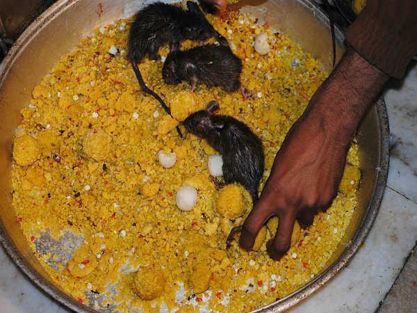 எலிகளின் எச்சம்!!!