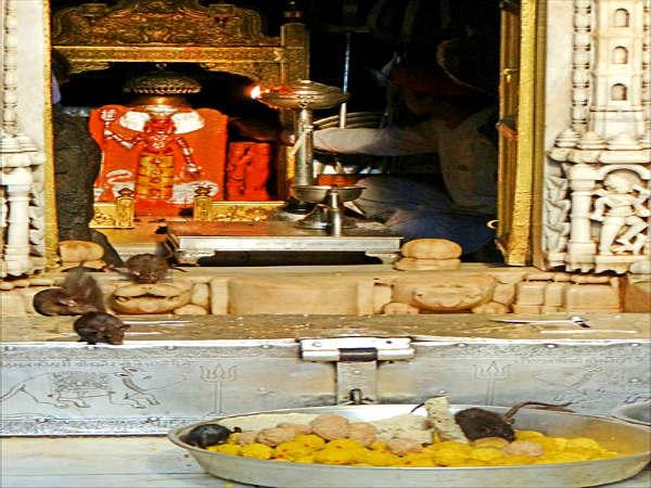 கர்ணி மாதாவின் எதிர்கால குழந்தைகள்!