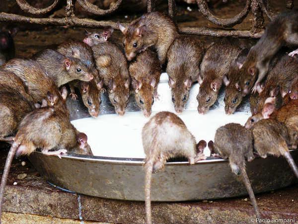 எலிகளாக மறுபிறப்பு எடுத்த கர்ணி மாதாவின் பிள்ளைகள்