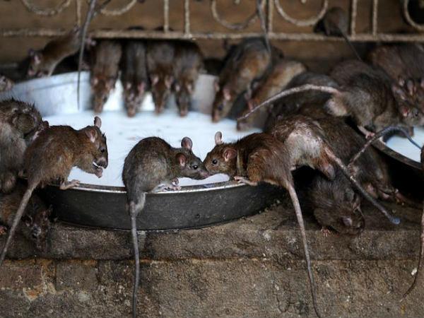பால் அருந்தும் எலிகள்