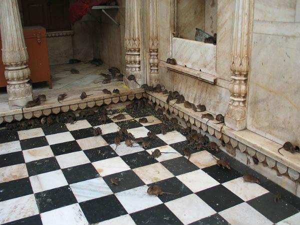 சுதந்திர எலிகள்