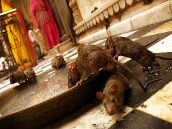 தட்டில் என்ன இருக்கு?