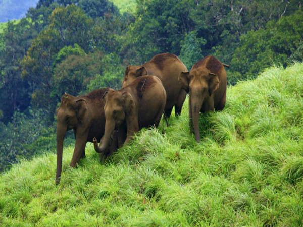 இடுக்கி வனவிலங்கு சரணாலயம்