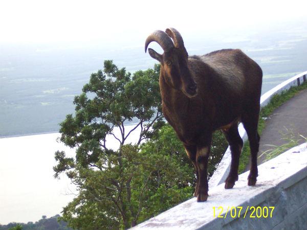 நீலகிரி வரையாடு