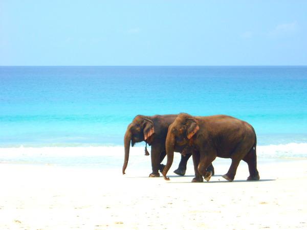 எலிஃபண்ட் பீச்