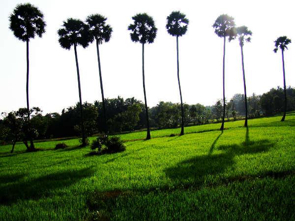 பாலக்காடு கோட்டை :
