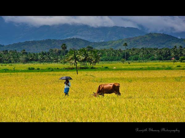 பாலக்காடு கோட்டை :