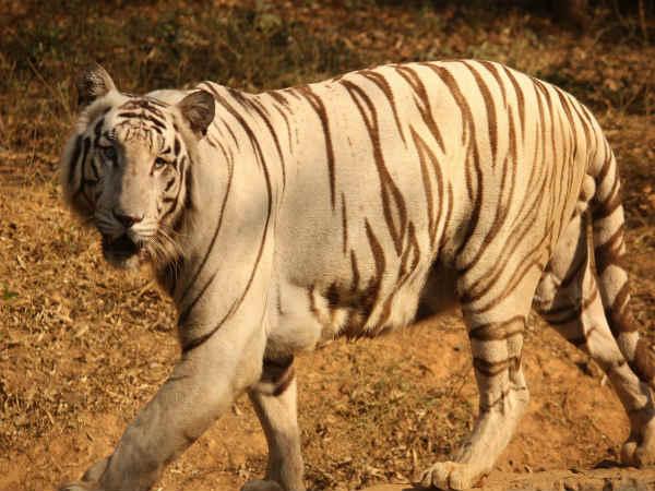 வண்டலூர் மிருக காட்சி சாலை: