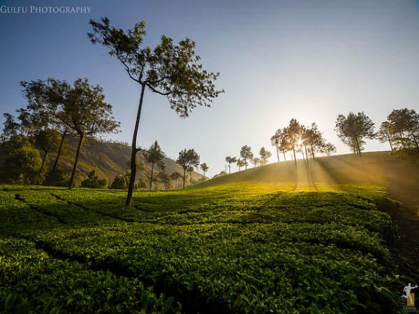 மீண்டும் மீண்டும் செல்ல தூண்டும் கேரளா! 16-1426505655-wowmunnar