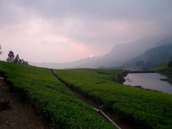 கொலுக்குமலை - என்ன செய்யலாம் இங்கே ?: :