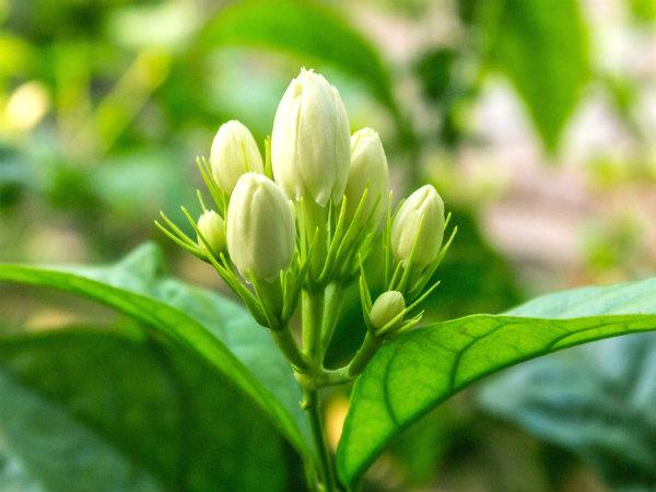 மதுரை மல்லிகை :
