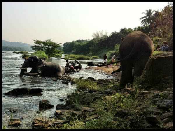 யானையை குளிப்பாட்டுவோமா ...? :
