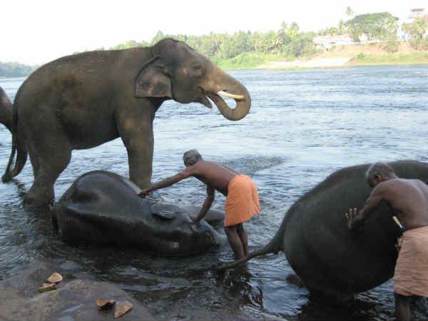 யானையை குளிப்பாட்டுவோமா ...? :