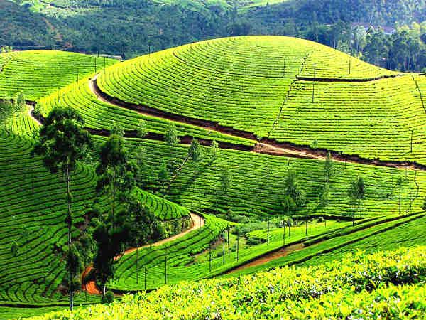 மார்ச் - மூணார் :