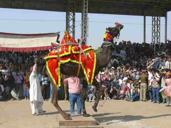 புஷ்கர் கால்நடை திருவிழா