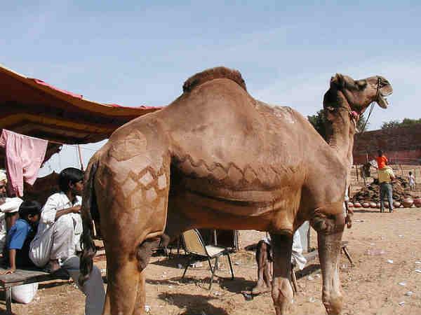புஷ்கர் கால்நடை திருவிழா