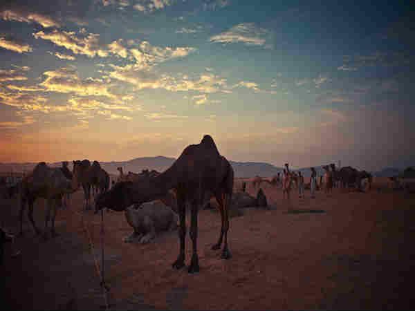 புஷ்கர் கால்நடை திருவிழா