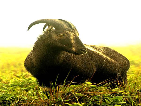எரவிகுளம் தேசய பூங்கா :