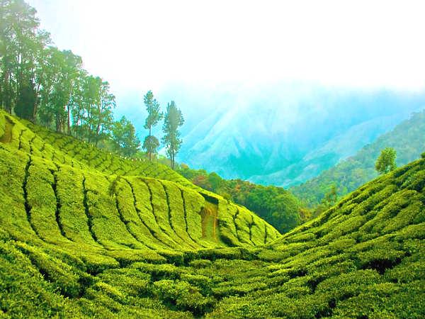 தேயிலைத்தோட்டங்கள்: