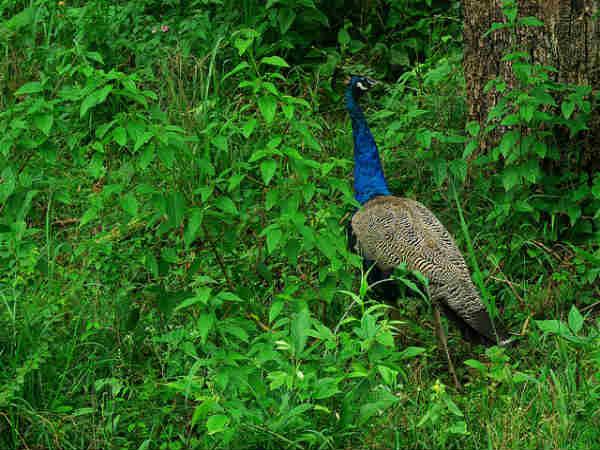 முதுமலை வனவிலங்கு சரணாலயம்:
