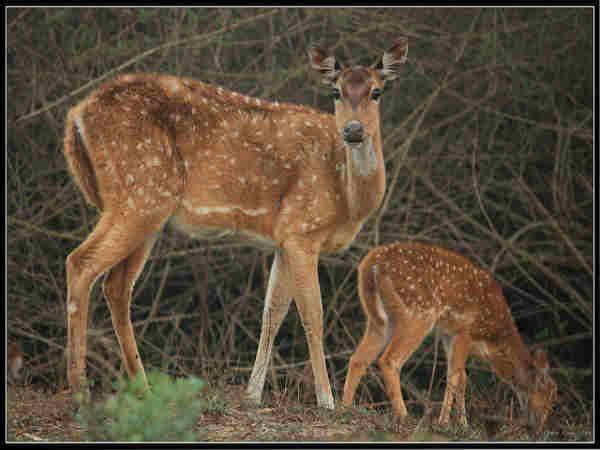 முதுமலை வனவிலங்கு சரணாலயம்: