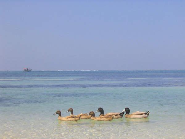 லட்சத்தீவு - புகைப்படங்கள்: