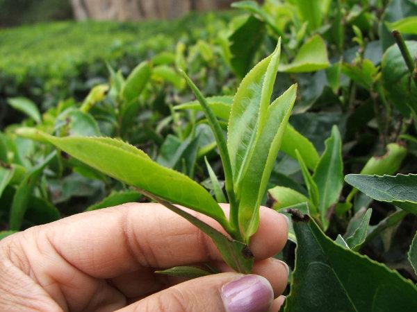 தேயிலைச் செடியின் க்ளோஸ்-அப்