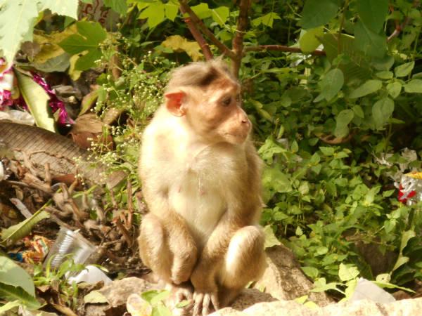 குரங்குகள் தொல்லை அதிகம், ஆகையால் கடைகளின் அருகே சாப்பிடுங்கள்.
