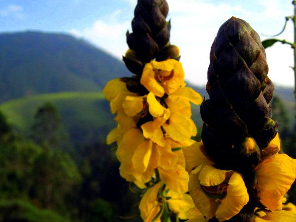 மஞ்சள் பூசும் பூக்கள் தொட்டுப் பார்த்தேன்