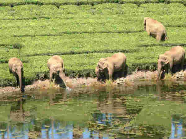 யானைகள் சரணாலயம்