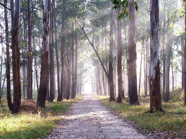 forest forest