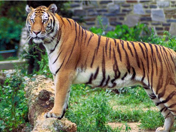 Tiger Tiger
