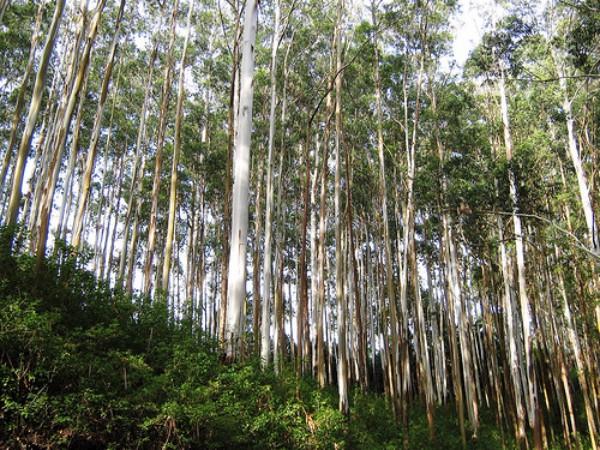 மேட்டுப்பாளையம்