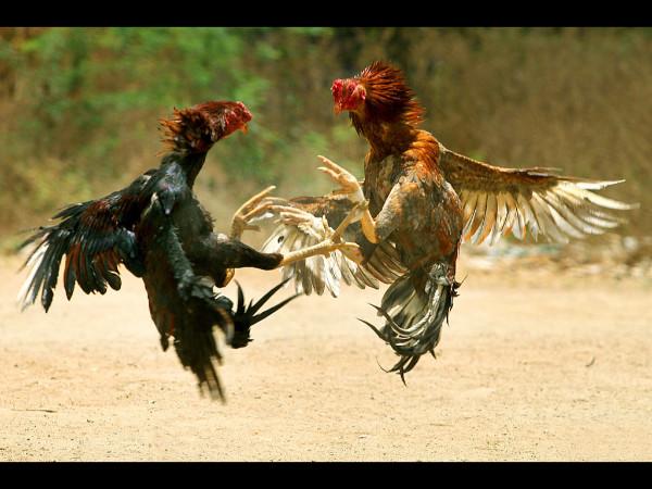 சேவல்சண்டை