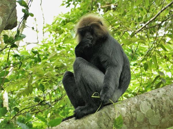 நீலகிரி குரங்கு வகைகள்