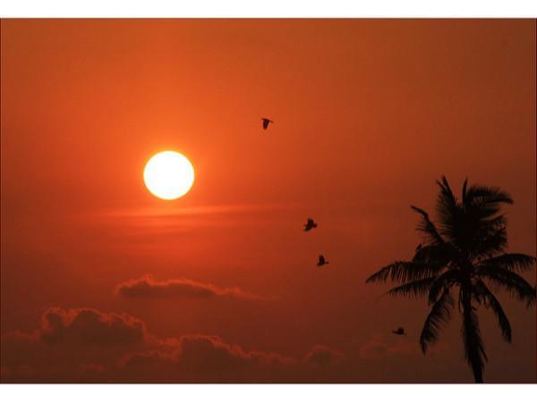 இயற்கையின் அரசி பூவார்