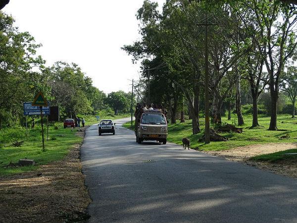 பந்திபூர் காட்டில் ஒரு சாகச டிரைவிங்