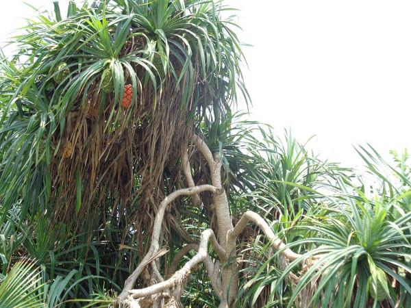 புளோரா மற்றும் பவுனா