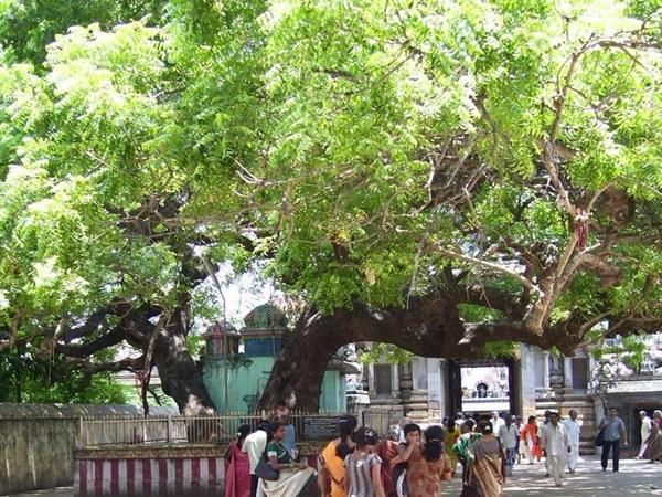 நோய் நொடி தீர்க்கும் வைத்தீஸ்வரன் கோயில் நோய் நொடி தீர்க்கும் வைத்தீஸ்வரன் கோயில்