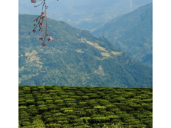 சிக்கிம்மில் ஒரு மலையேற்றம்