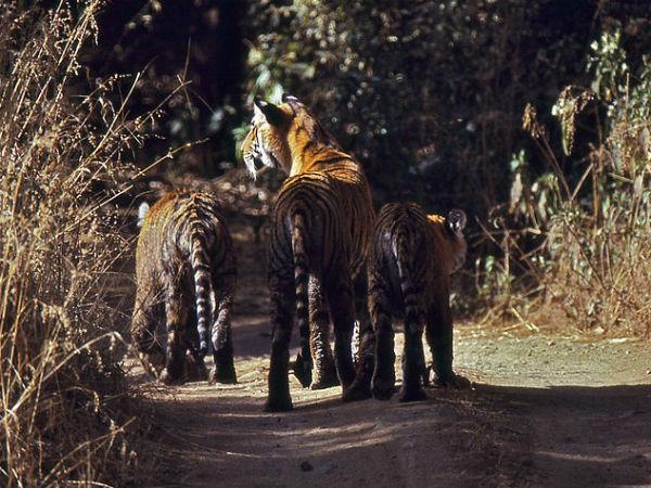 4. ஜெய்ப்பூரிலிருந்து ரன்தம்போர் :