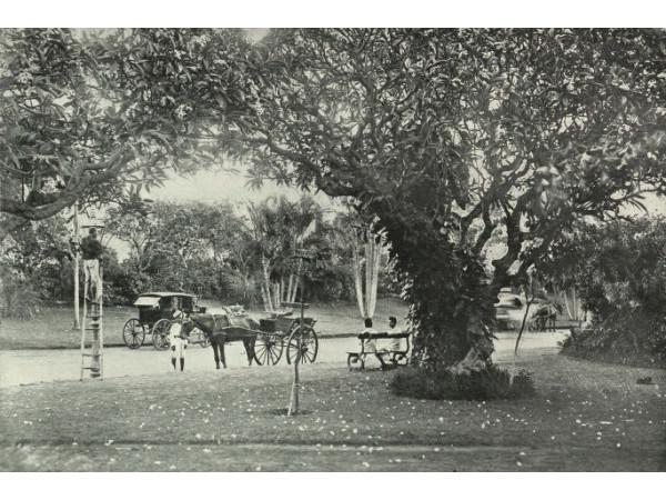 கார்டனின் பழைய புகைப்படம் 1905